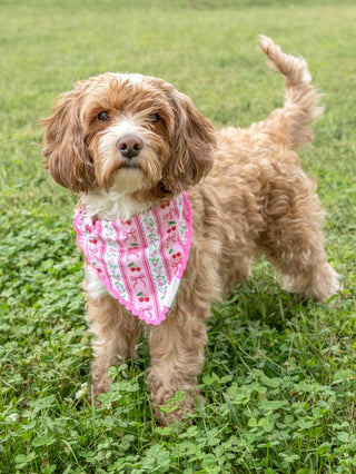 Pet Bandana-Cherry