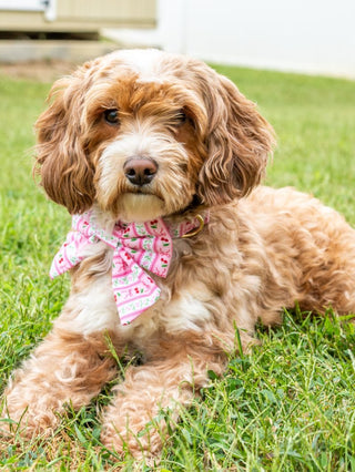 Pet Bow-Cherry